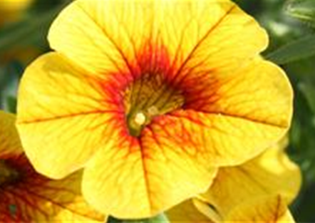 PFLANZE DES MONATS MAI: ZAUBERGLÖCKCHEN