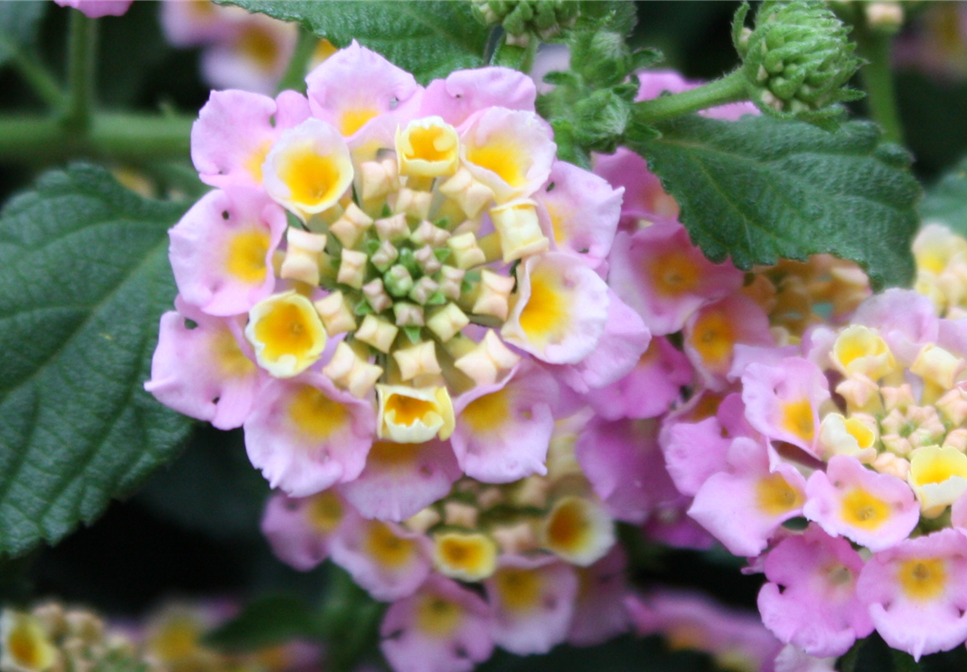 FARBSPIELE! FARBSPIELE!