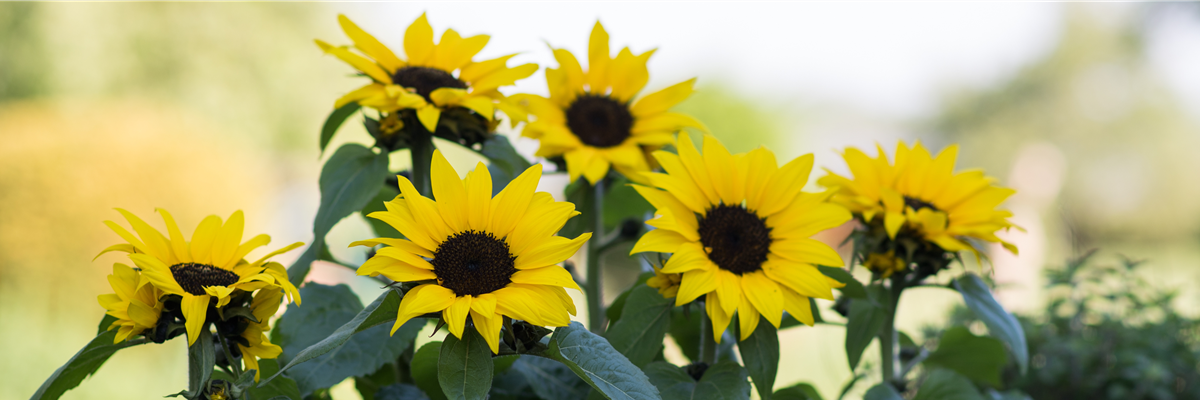 SONNENBLUME