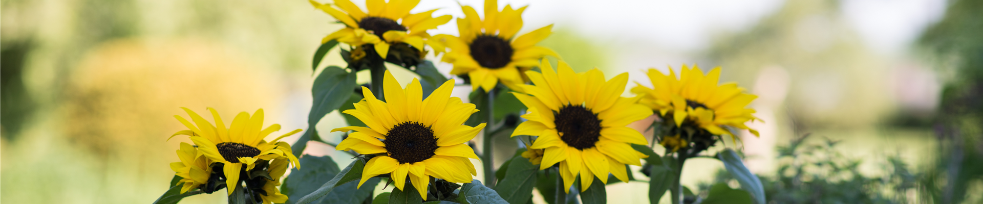 SONNENBLUME