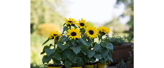 SONNENBLUME