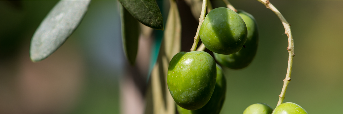 OLIVE