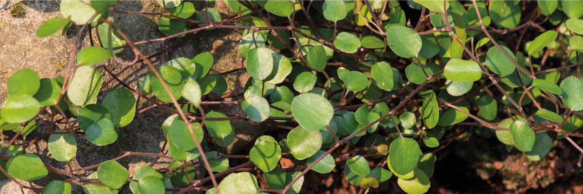 MüHLENBECKIA