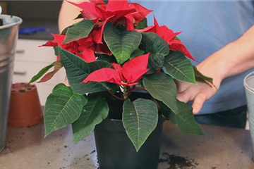 Weihnachtsstern - Einpflanzen in ein Gefäß