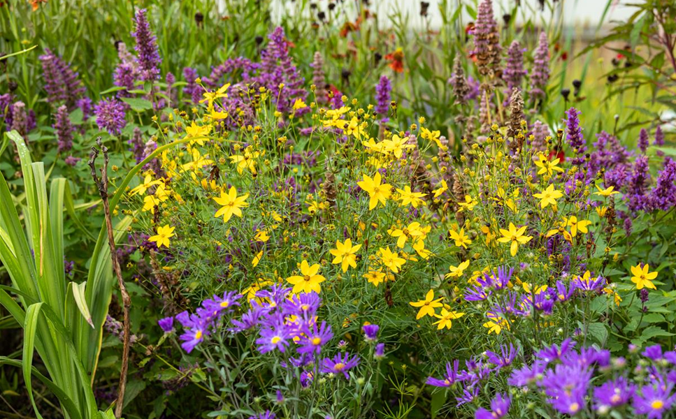 Pflegeleicht und blütenreich - Sommer im Staudengarten