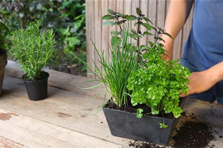 Kräutertopf - Bepflanzen