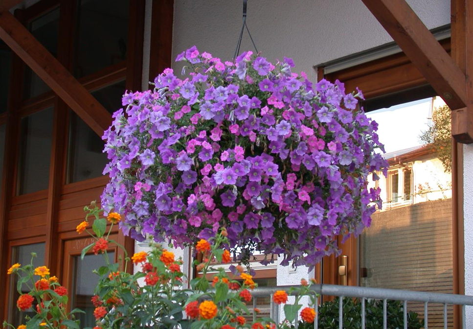 BLAU-VIOLETTE PFLANZIDEEN BLAU-VIOLETTE PFLANZIDEEN