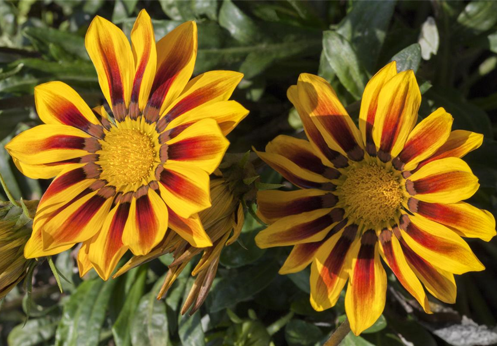 GELB-ORANGE PFLANZIDEEN GELB-ORANGE PFLANZIDEEN