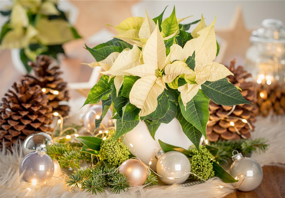 WINTERSCHöNHEIT: Weihnachtsstern WINTERSCHöNHEIT: Weihnachtsstern