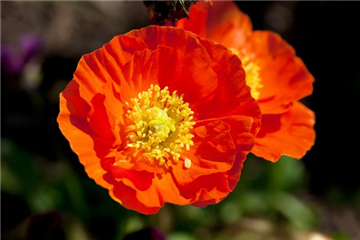 DIE TOP 8 DER SOMMERBLUMEN
