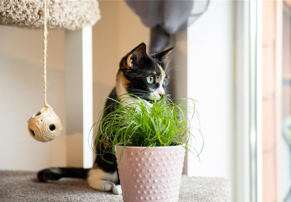 Haustierfreundliche Pflanzen. Haustierfreundliche Pflanzen.