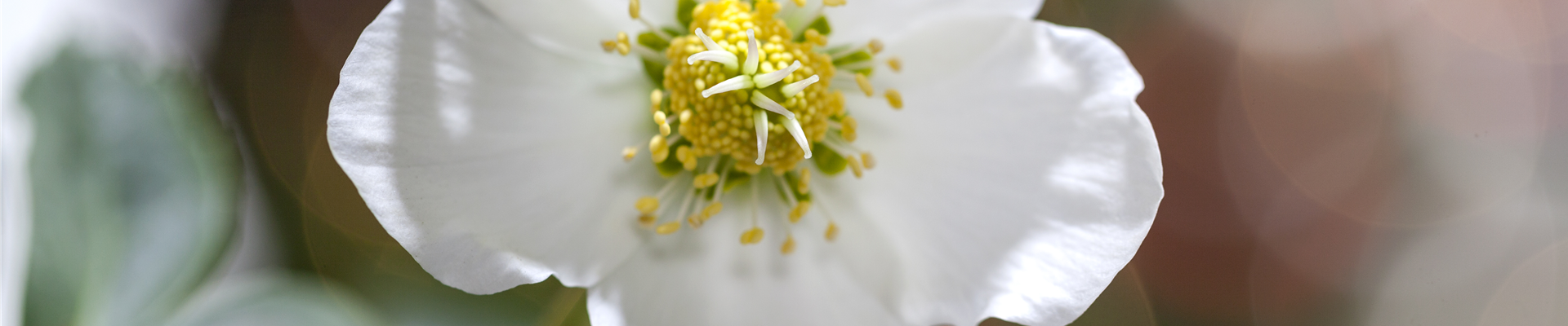 Helleborus niger