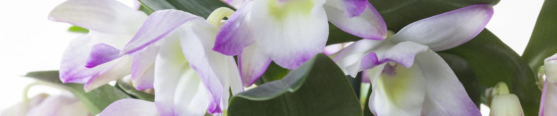 Dendrobium nobile