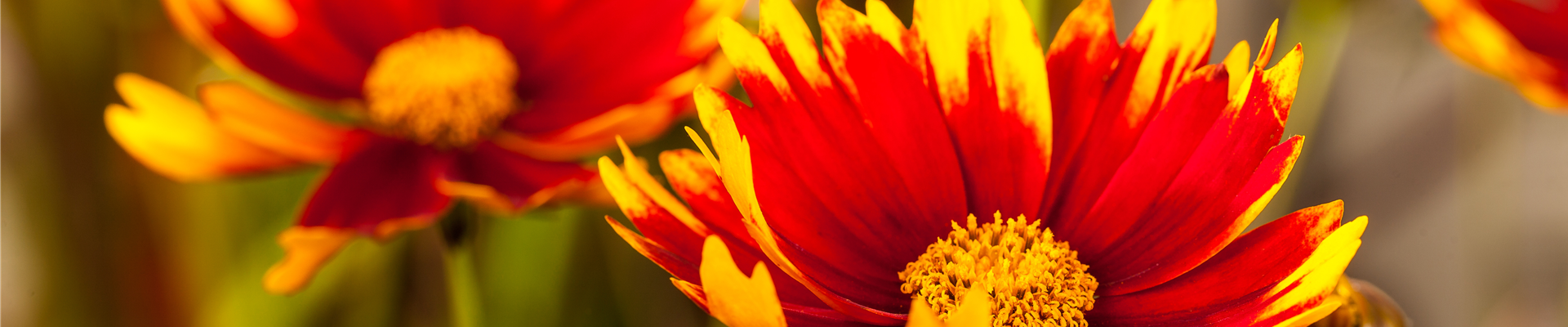 Gaillardia aristata