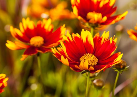 Kokardenblume