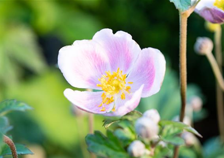 PFLANZE DES MONATS AUGUST: HERBSTANEMONE