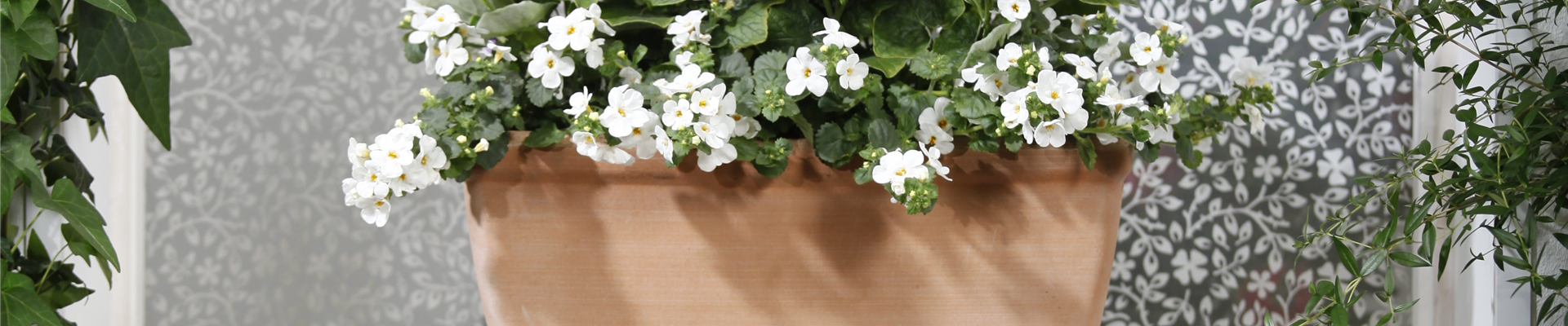 Bacopa