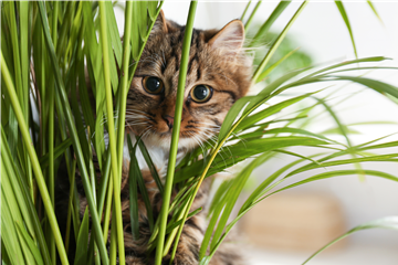 TIERFREUNDLICHE PFLANZEN FüR ALLE FELLNASEN!
