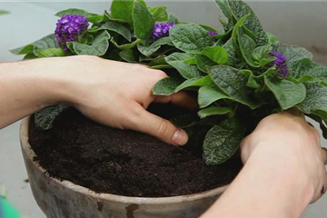 VANILLEBLUME - EINPFLANZEN IN EIN GEFäSS