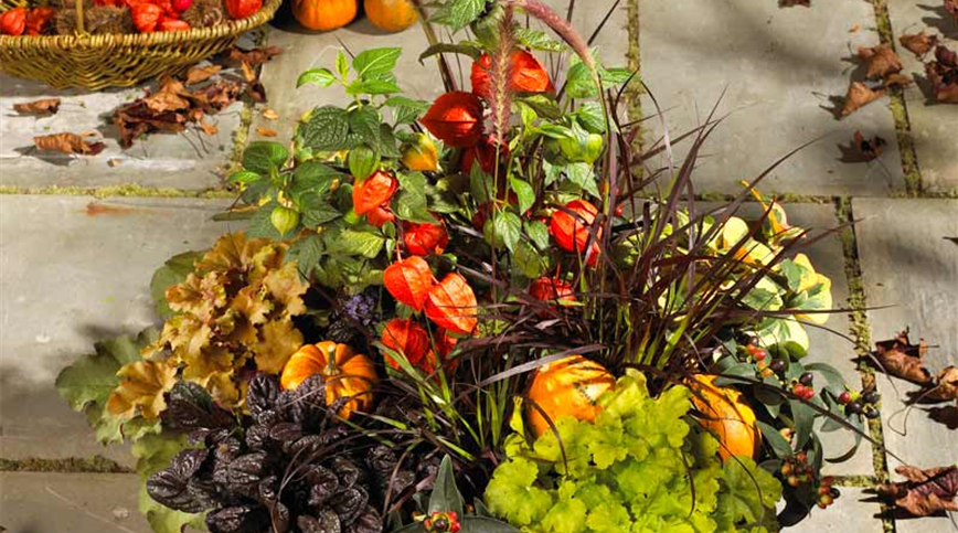 1165-herbst-1 2.jpg