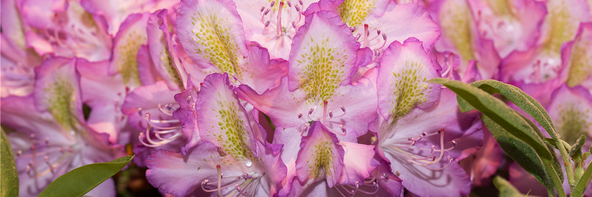 Rhododendron 'Frühlingshimmel'