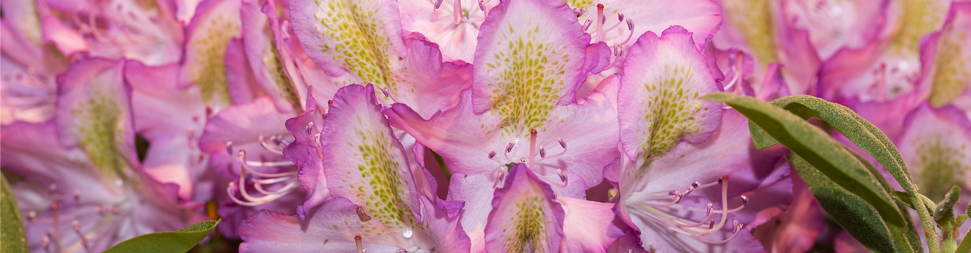 Rhododendron 'Frühlingshimmel'