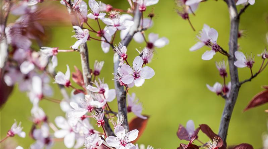 Prunus, Zierkirsche