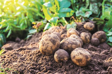 WIE GEHT... OMA'S SUPERFOOD?