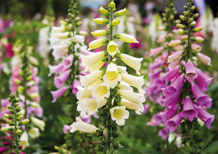 PFLANZE DES MONATS JUNI: FINGERHUT