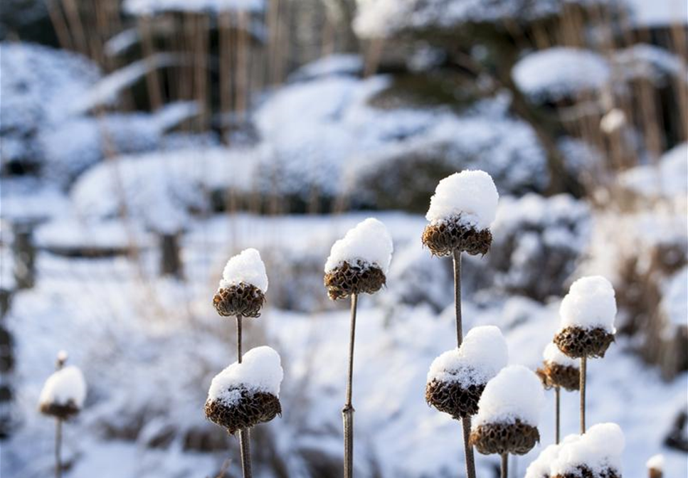 WEIHNACHTLICHE STIMMUNG IM GARTEN WEIHNACHTLICHE STIMMUNG IM GARTEN