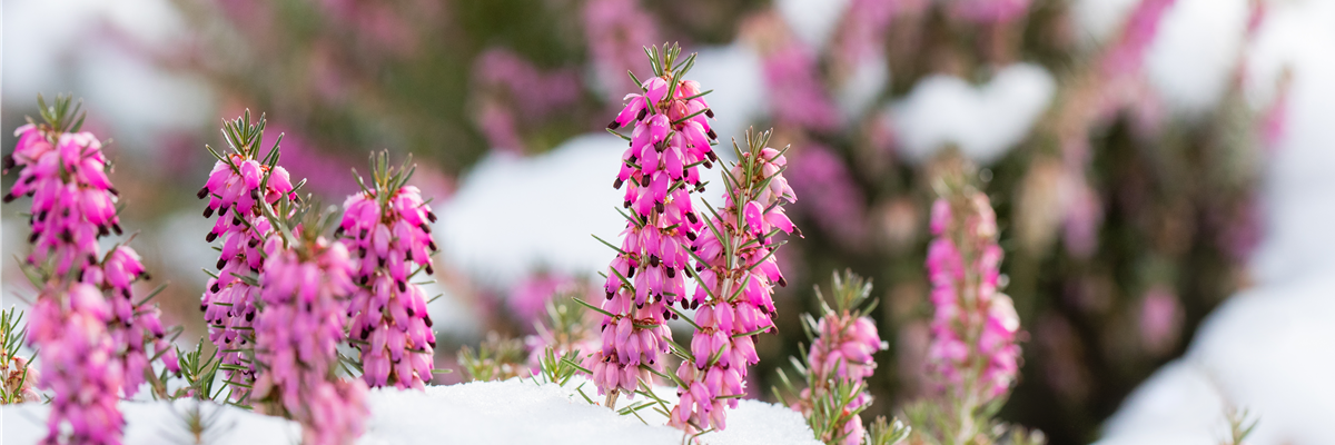 Winter - Heide im Schnee