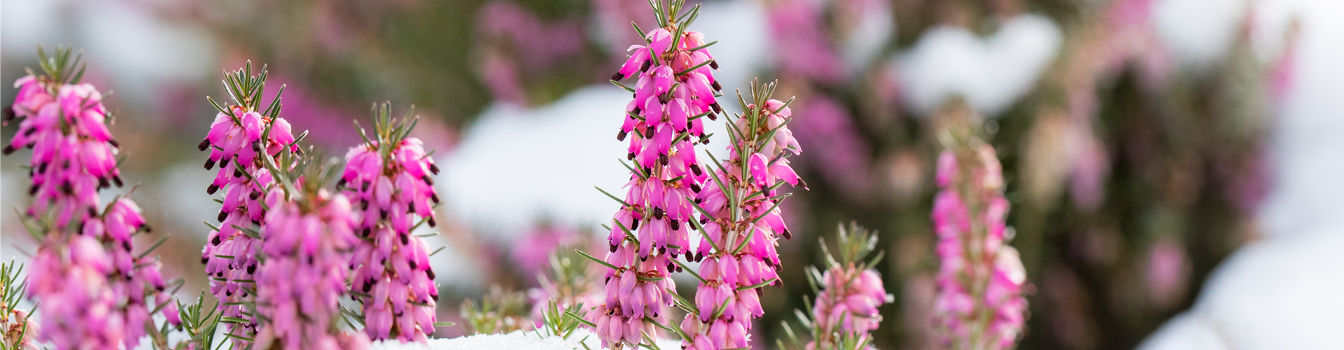 Winter - Heide im Schnee