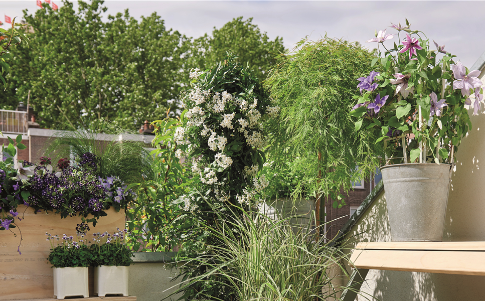 Bereit für Sommer - Blühendes Makeover